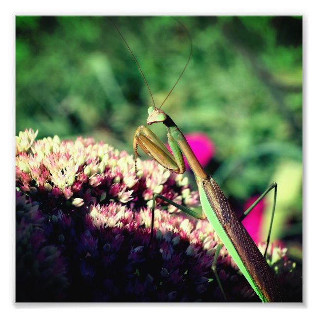 Praying Mantis On Sedum Flower Close Up 8x8 Photo Print (Front)