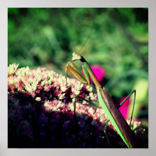 Praying Mantis On Sedum Flower Close Up Poster