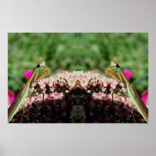 Praying Mantis On Sedum Flower Mirror Abstract Poster