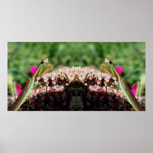 Praying Mantis On Sedum Flower Mirror Abstract Poster