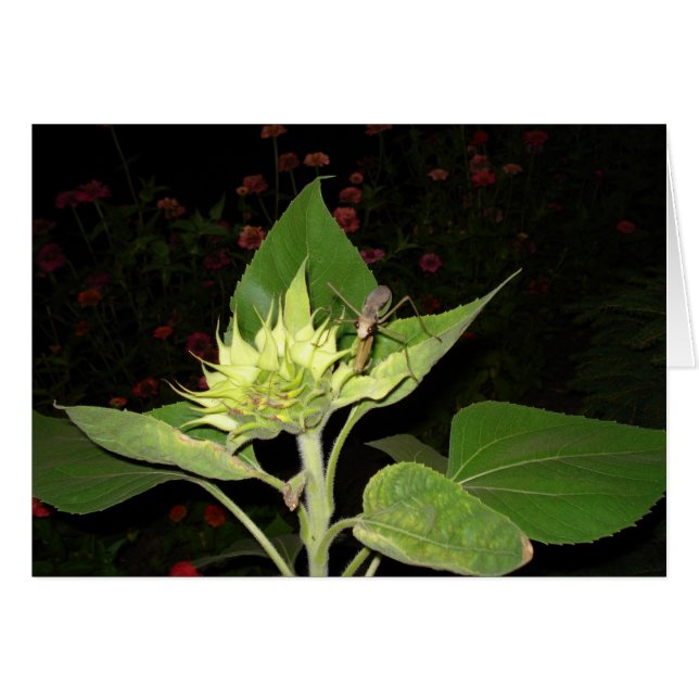 Praying Mantis On Sunflower (Front Horizontal)