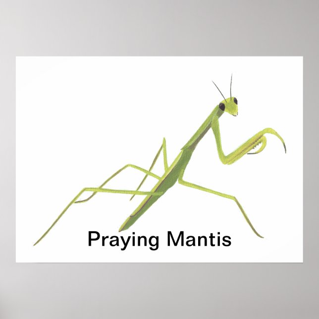 Praying Mantis Painting Custom Posters (Front)