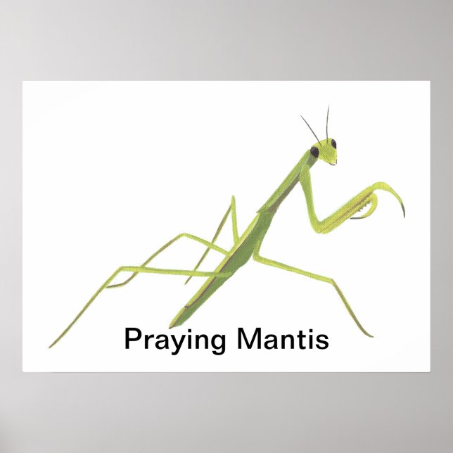 Praying Mantis Painting Custom Posters (Front)