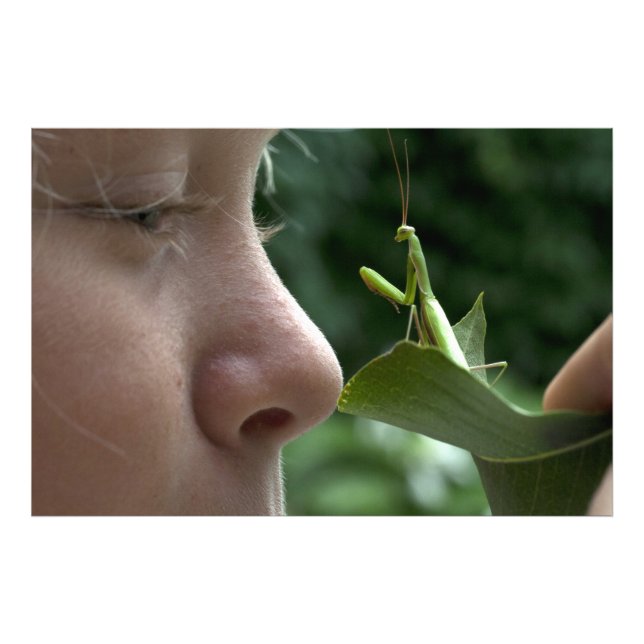 Praying Mantis Photo Print (Front)