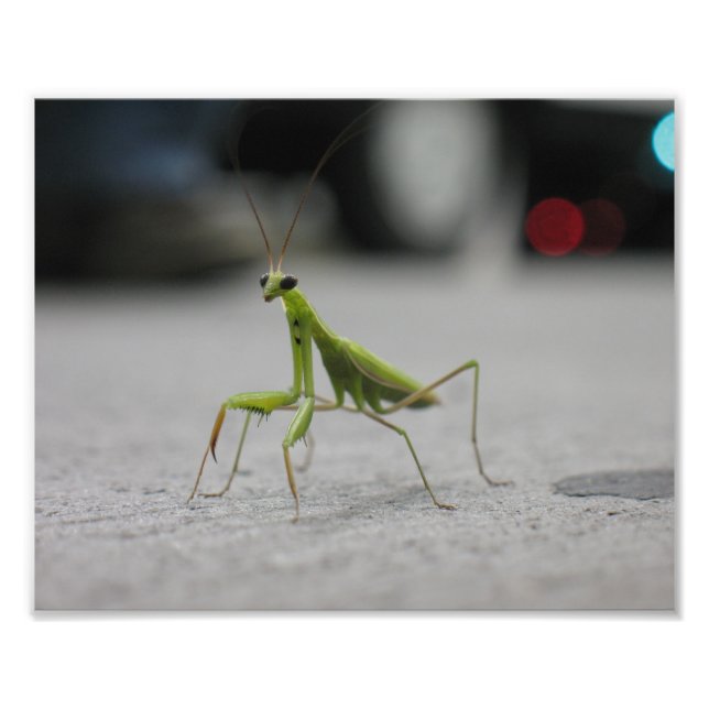Praying Mantis Photo Print (Front)