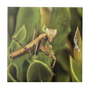 Praying Mantis Portrait Insect Art Ceramic Tile