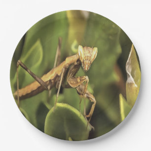 Praying Mantis Portrait Insect Art  Paper Plate