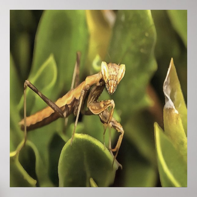 Praying Mantis Portrait Insect Art  Poster (Front)