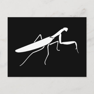 Praying Mantis Postcard