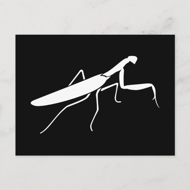 Praying Mantis Postcard (Front)