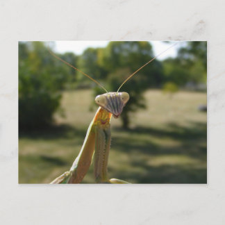 Praying Mantis Postcard