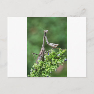 praying mantis postcard