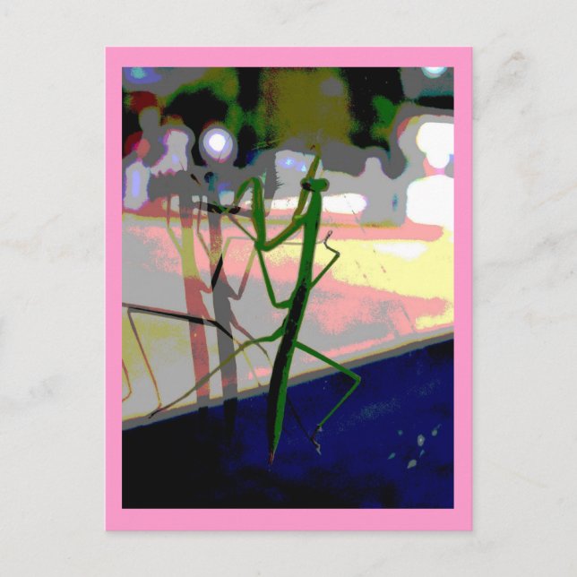 Praying Mantis Postcard (Front)