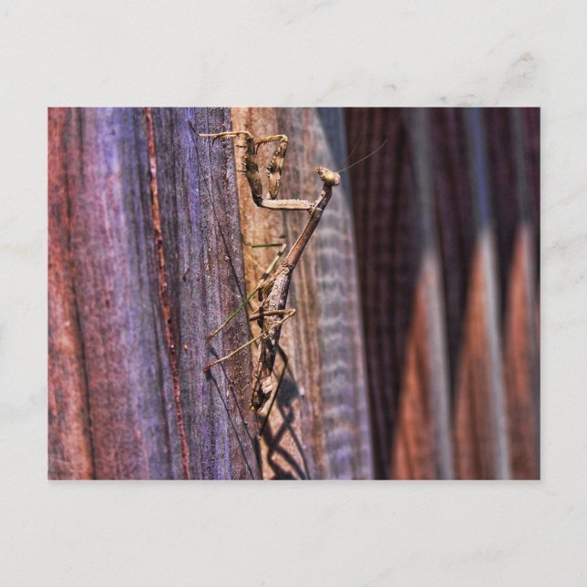 Praying Mantis Postcard (Front)