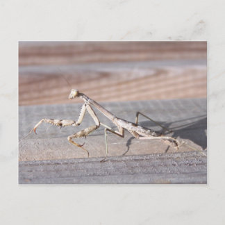 Praying Mantis Postcard