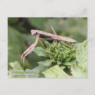Praying Mantis Postcard