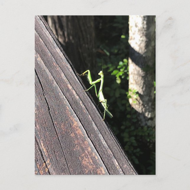 Praying Mantis   Postcard (Front)