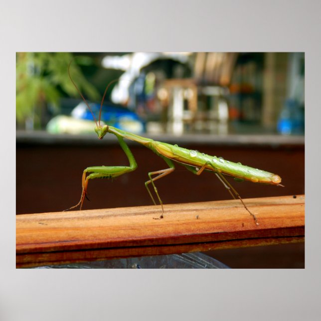 Praying Mantis Poster (Front)