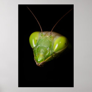 Praying mantis poster