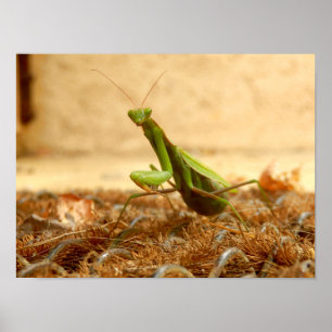 Praying Mantis Poster