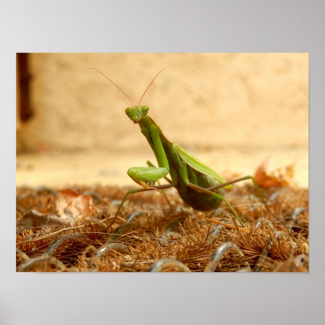 Praying Mantis Poster (Front)
