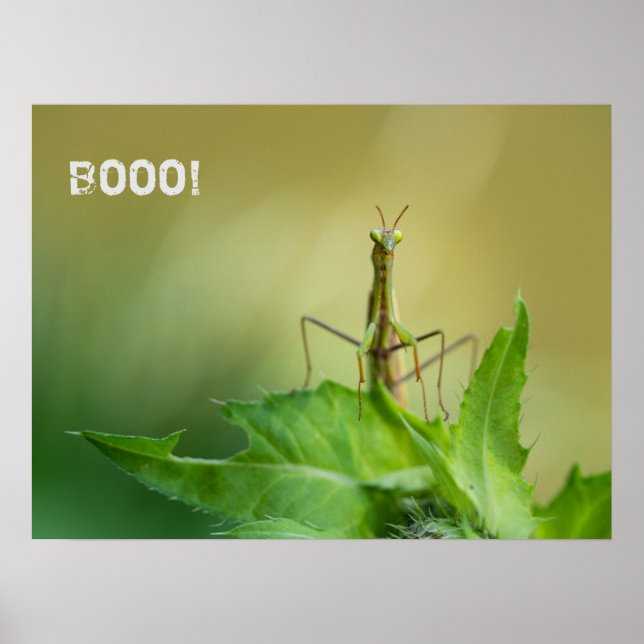 Praying mantis poster (Front)
