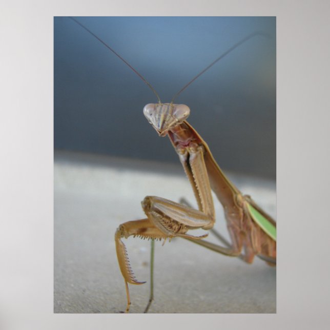 Praying Mantis Poster (Front)