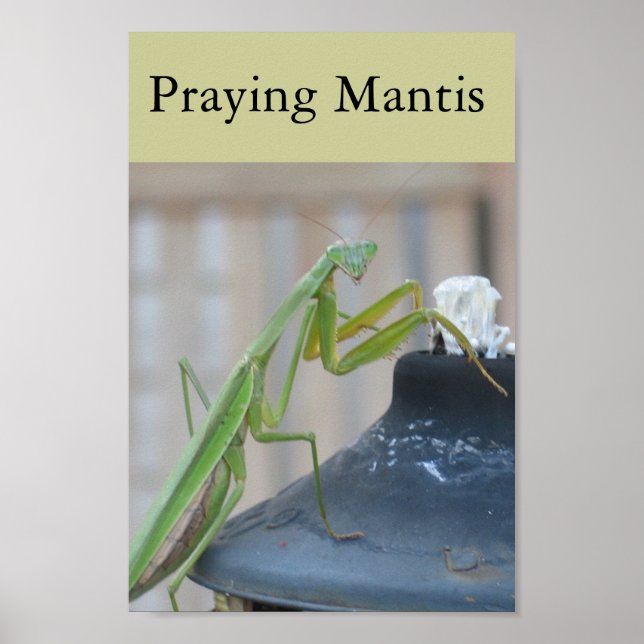 Praying Mantis Poster (Front)