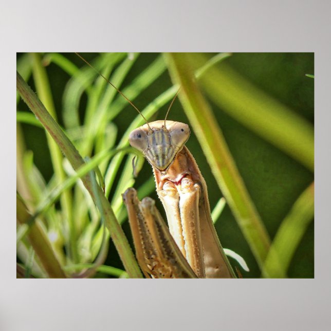 Praying Mantis Poster (Front)