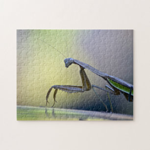 Praying Mantis Puzzle