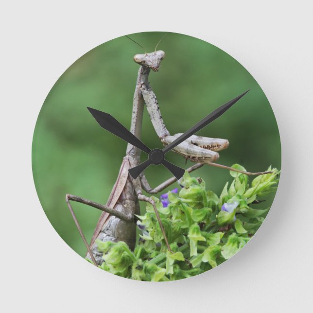 praying mantis round clock (Front)