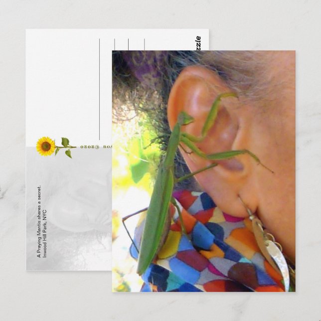Praying Mantis shares a secret  - V postcard (Front/Back)