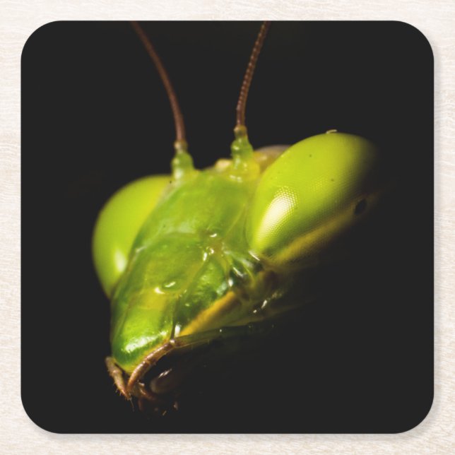 Praying mantis square paper coaster (Front)