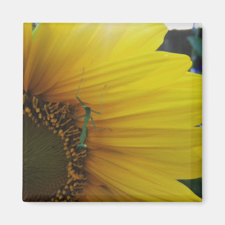 Praying Mantis Sunflower Magnet