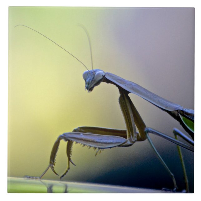 Praying Mantis Tile (Front)