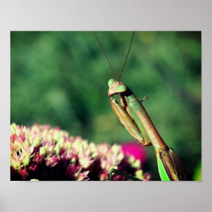 Praying Mantis Up Close Poster