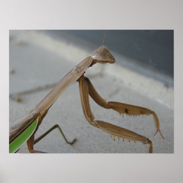 Praying Mantis Visits the Library Poster (Front)