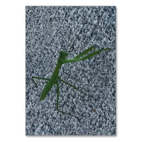 Praying mantis walking on sidewalk, flashcards