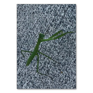 Praying mantis walking on sidewalk, flashcards table number
