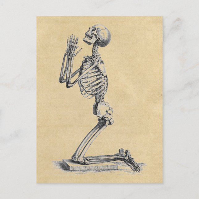 Praying Skeleton Anatomy of the Bones Postcard (Front)