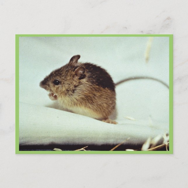 Prebles Meadow Jumping Mouse Postcard (Front)