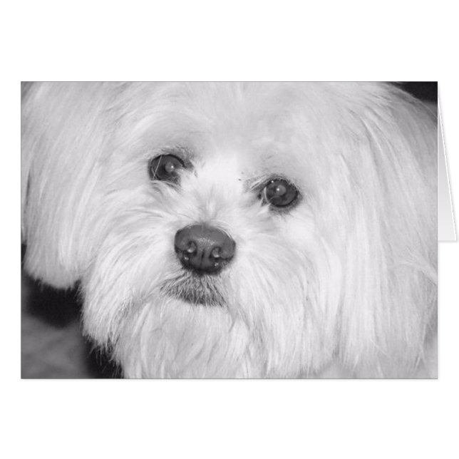 precious (Front Horizontal)