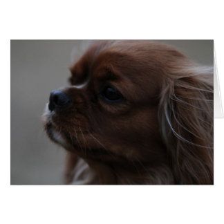 Precious a Ruby Cavalier King Charles Spaniel
