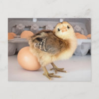 Precious Baby Chick and Eggs