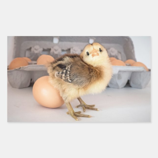 Precious Baby Chick and Eggs Rectangular Sticker (Front)