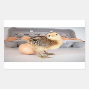 Precious Baby Chick and Eggs Rectangular Sticker