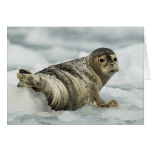 Precious Baby Seal