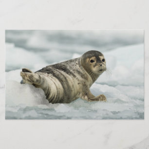 Precious Baby Seal Stationery