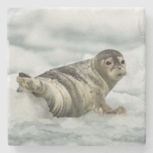Precious Baby Seal Stone Coaster