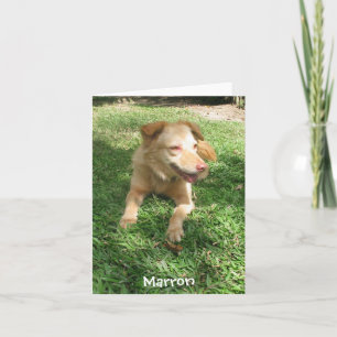 Precious Dog Series: Marron Card